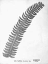 Polystichum lonchitis image